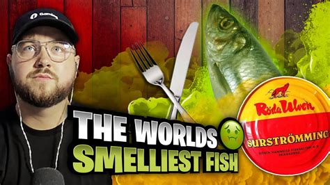 worlds smelliest fish|SURSTRÖMMING